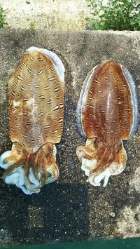 ���ߥʥꥤ��