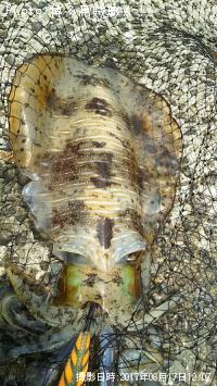 ¥¢¥ª¥ê¥¤¥«