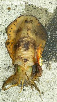 ¥¢¥ª¥ê¥¤¥«