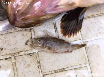 ¥¿¥±¥Î¥³¥á¥Ð¥ë¤È¥«¥µ¥´