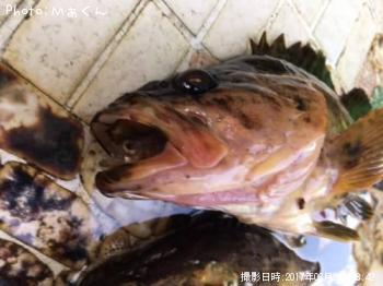 ¥¿¥±¥Î¥³¥á¥Ð¥ë¤È¥«¥µ¥´