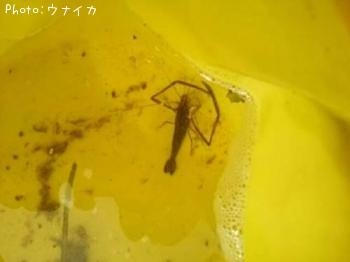 ¥Æ¥Ê¥¬¥¨¥Ó