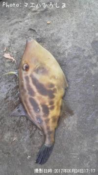 ���ޥ���ϥ�