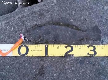 ¥Ò¥é¥á¡Ê¥½¥²¡Ë