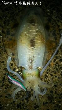 ¥¢¥ª¥ê¥¤¥«