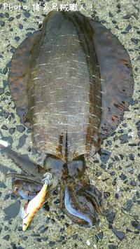 ¥¢¥ª¥ê¥¤¥«