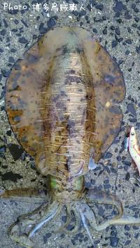 ¥¢¥ª¥ê¥¤¥«