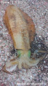 �����ꥤ��