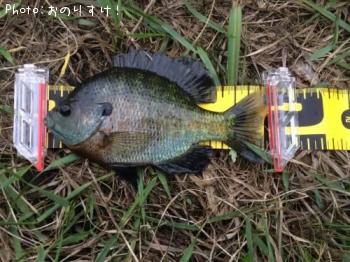 �֥롼����