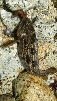 �����ʥ�