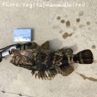 �٥å�������