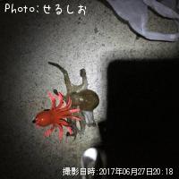 ���ޥ�����