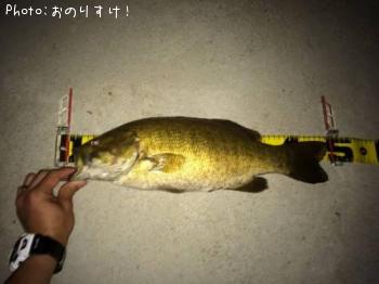 ¥¹¥â¡¼¥ë¥Þ¥¦¥¹¥Ð¥¹