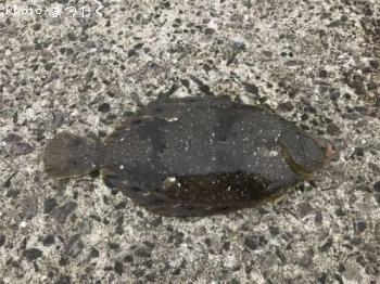 �ۥ����쥤��