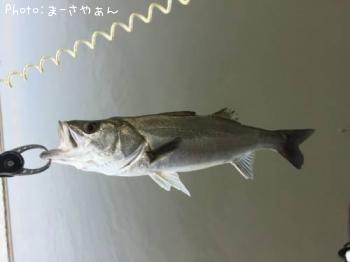¥·¡¼¥Ð¥¹