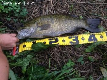 ���⡼��ޥ����Х�