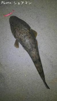 ¥Þ¥´¥Á¡¡¡¡¡¡¡¡¡¡¡¡¡¡