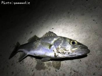 �����Х�