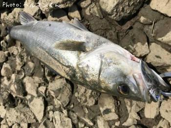 �����Х�