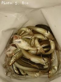 ¥·¥í¥®¥¹¡¢¥¤¥·¥â¥Á¡¢Â¾£²