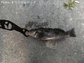 �����ʥ�