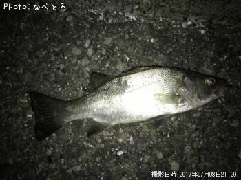 �ҥ饻����