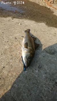 �����Х�