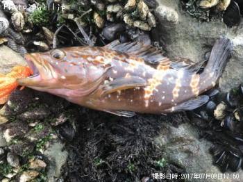 �����ϥ�