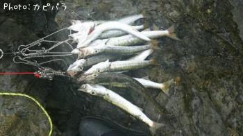 ���ޥ�¿��