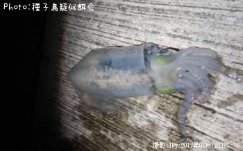 �����ꥤ��