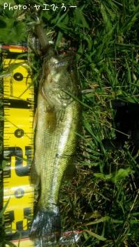 �֥�å��Х�