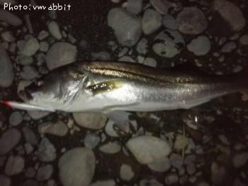 ¥·¡¼¥Ð¥¹