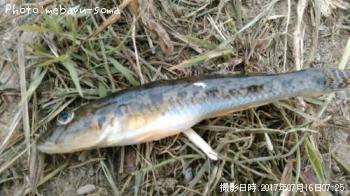 ¥Ï¥¼¡ÜÄà¤ê¿Í¤Î¥´¥ß