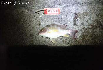 ¥¹¥Ó¥¤¥Ê¥¯¡¼¡Ú¥ª¥¥Õ¥¨¥À¥¤¡Û