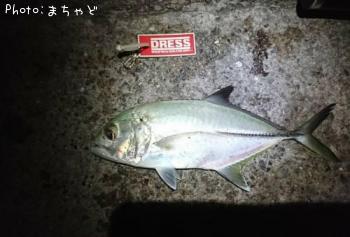 ������ڥ��󥬥ᥢ����