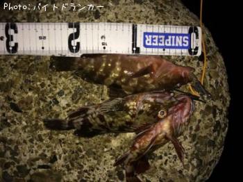 �����ϥ�