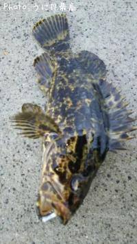 �٥å�������