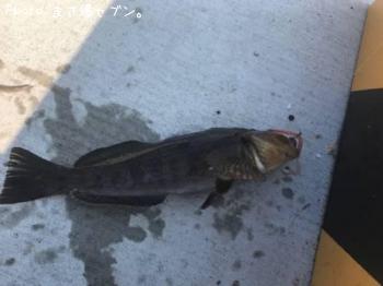 �����ʥ�