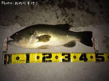 ¥é¡¼¥¸¥Þ¥¦¥¹¥Ð¥¹