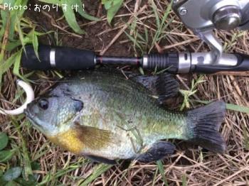 ¥Ö¥ë¡¼¥®¥ë