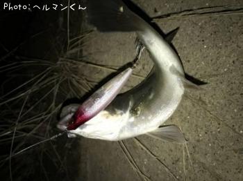 �����Х��ʥͥ���