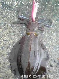 �����ꥤ��