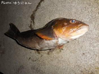 �����ʥ�