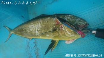 ��������������參��¾����