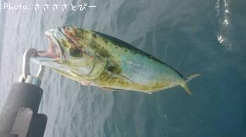 ��������������參��¾����