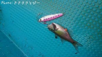 ��������������參��¾����