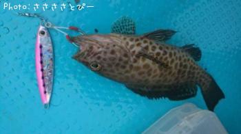 ��������������參��¾����