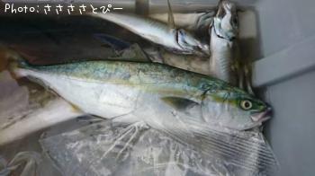 ��������������參��¾����