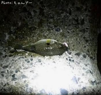 �����դ�