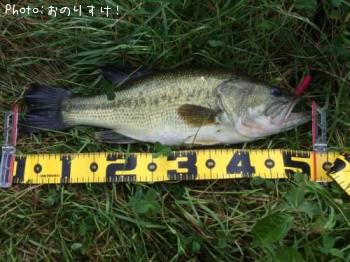 ¥é¡¼¥¸¥Þ¥¦¥¹¥Ð¥¹